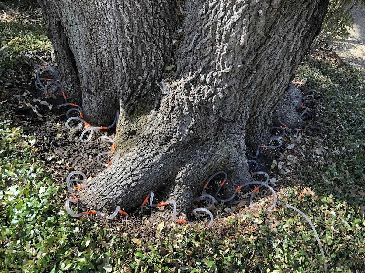 Detailed Tree Cabling and Bracing job site in Centre Hall