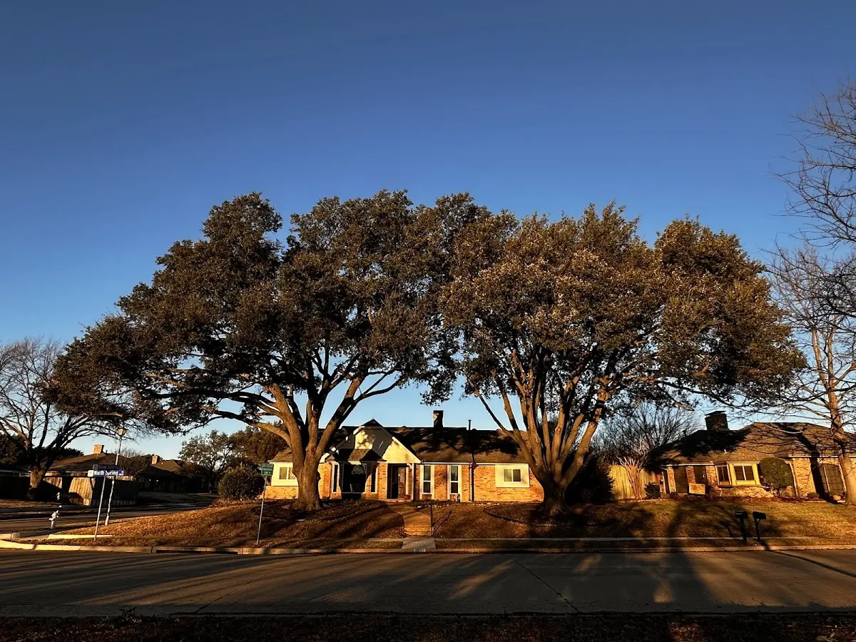 Established residential canopy tree shading a home in Centre Hall